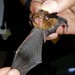 Common Thick-thumbed Bat - Photo (c) Paulo, some rights reserved (CC BY-NC), uploaded by Paulo