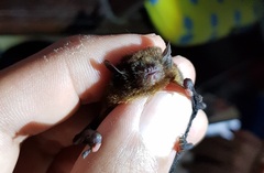 Glischropus tylopus