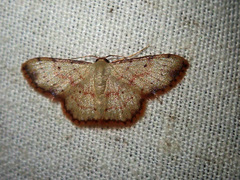 Idaea craspedota