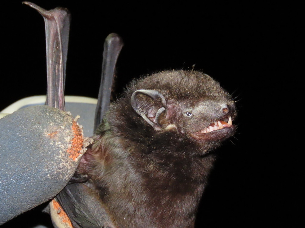 Large False Serotine