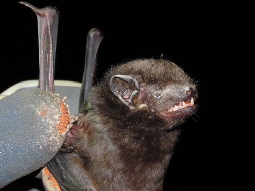 large false serotine (Hesperoptenus tomesi) — Vulnerable Mammalia