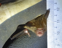 Hipposideros ater