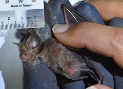 Hipposideros ater
