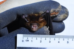 Hipposideros
