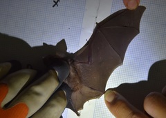 Hipposideros ater