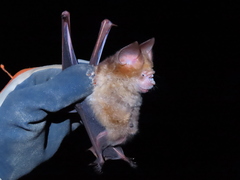 Hipposideros