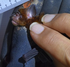Hipposideros