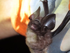 Hipposideros ridleyi