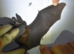Hipposideros ridleyi