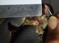 Kerivoula intermedia