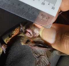 Kerivoula intermedia