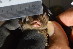 Papillose Woolly Bat photo 3