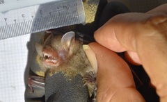 Papillose Woolly Bat photo 1