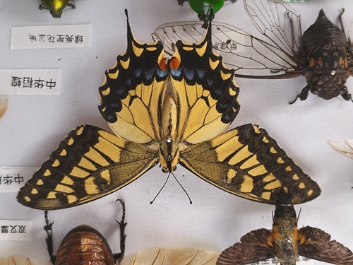 Old World Swallowtail