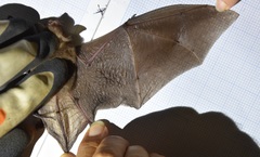 Papillose Woolly Bat photo 2