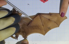 Macroglossus minimus