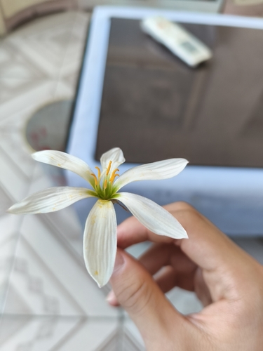 White rain-lily