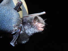 Myotis muricola
