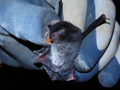 Myotis muricola