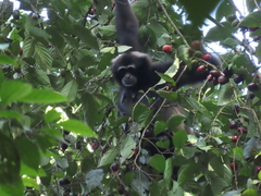Hylobates funereus