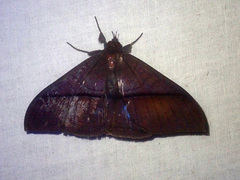 Ischyja anna