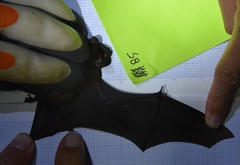 Pipistrellus stenopterus