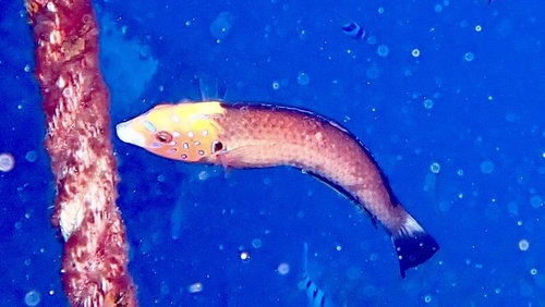 Anampses chrysocephalus observed 2025-08-15