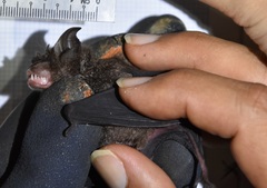 Rhinolophus acuminatus