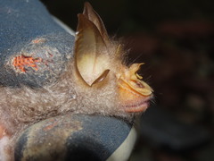 Rhinolophus trifoliatus