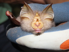 Rhinolophus trifoliatus