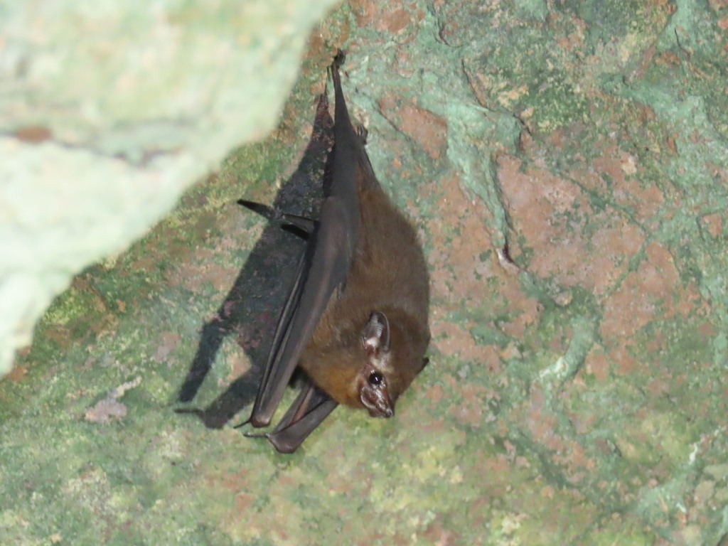 Small Asian Sheath-Tailed Bat