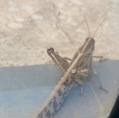 Schistocerca gregaria