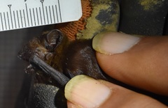 Tylonycteris robustula
