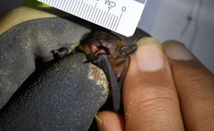 Tylonycteris robustula