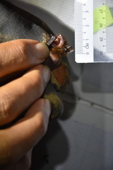 Tylonycteris robustula