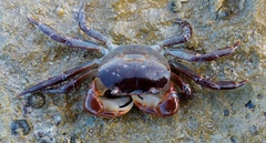 Cyclograpsus audouinii