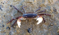 Cyclograpsus audouinii