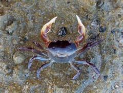 Cyclograpsus audouinii