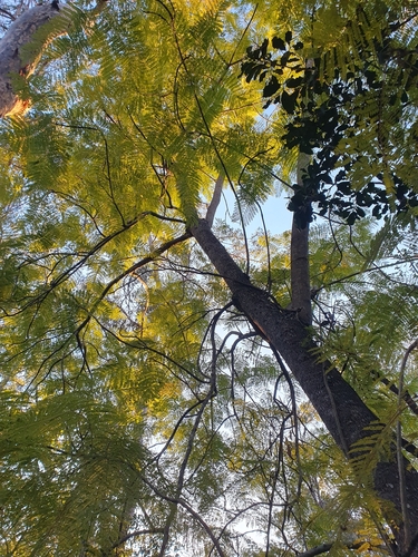 Jacaranda mimosifolia observed 2025-07-25