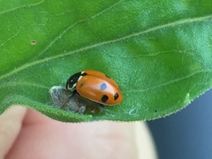 Dinocampus coccinellae paralysis virus