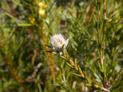 Melaleuca capitata, photograph 6