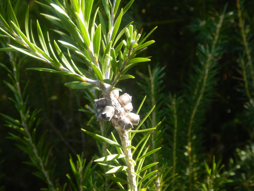 Melaleuca capitata, photograph 5