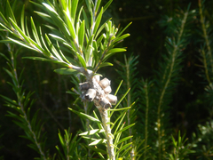Melaleuca capitata, photograph (c) Bryce Watts-Parker, some rights reserved (CC BY)