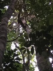 Dendrolagus lumholtzi