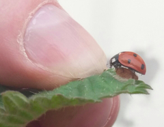 Dinocampus coccinellae paralysis virus
