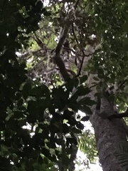 Dendrolagus lumholtzi