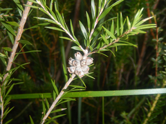 Melaleuca capitata, photograph (c) Bryce Watts-Parker, some rights reserved (CC BY)