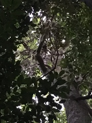 Dendrolagus lumholtzi