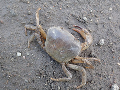 Parathelphusa convexa