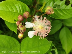 Tetracera indica, photograph (c) Ong Jyh Seng, some rights reserved (CC BY)